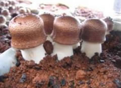 Curso de Cultivo de Cogumelo Shiitake em Blocos Axênicos - Modulo I  Gratuito 